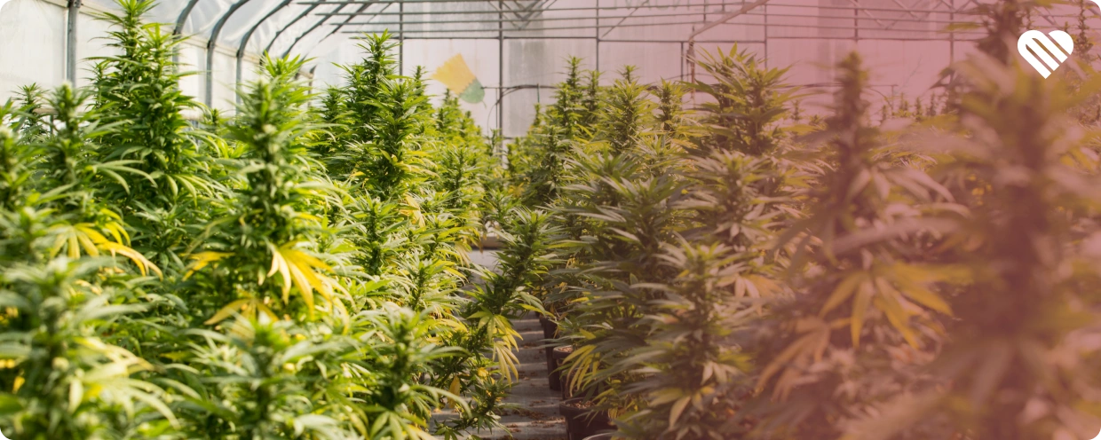 what is hybrid weed?