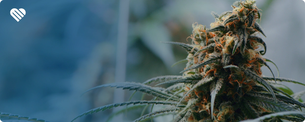 what is hybrid weed actually?