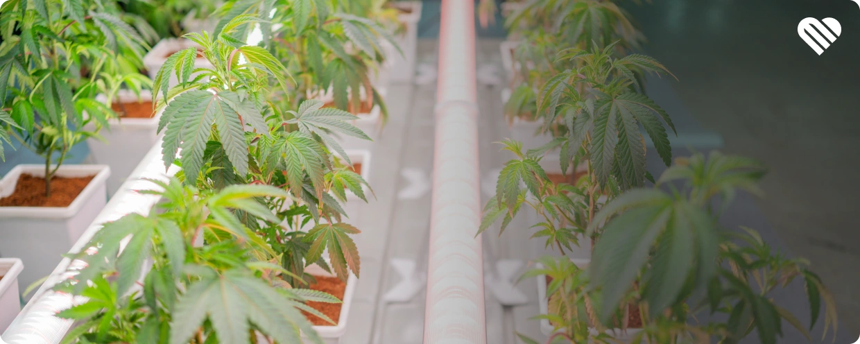 Are There Advantages to Hybrid Strains?