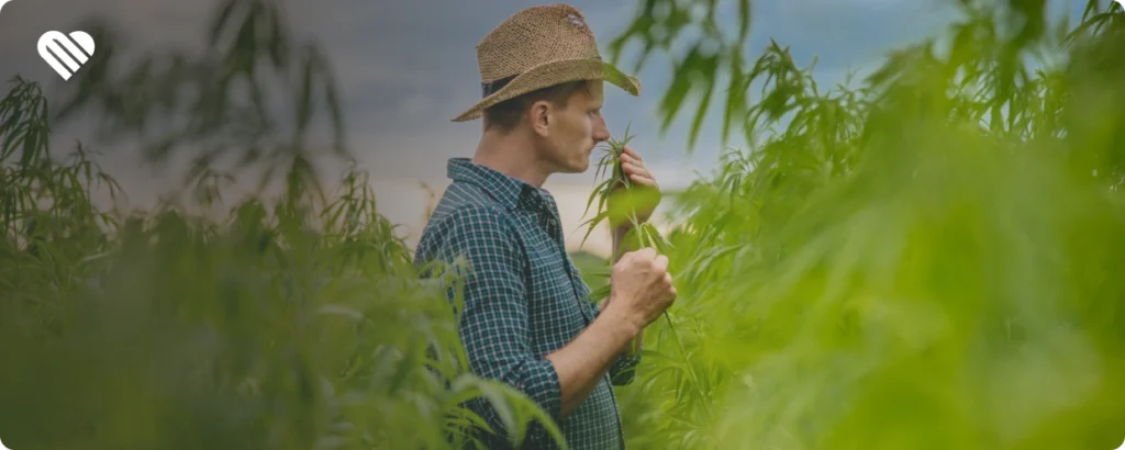 how to avoid weed smell