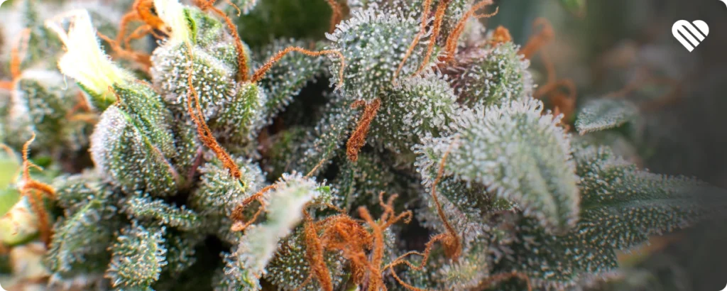 When orange hairs on weed might be a problem