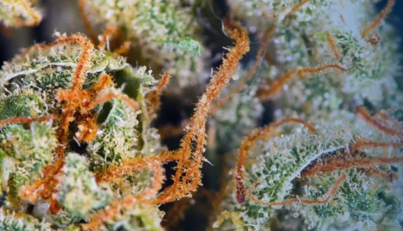 What are the orange hairs on weed?