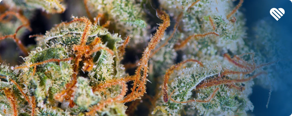 What are the orange hairs on weed?