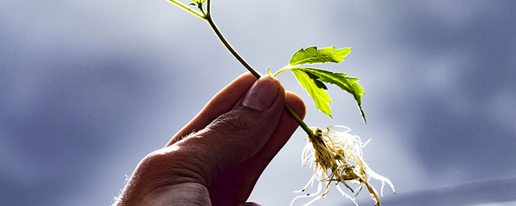 Growing Cannabis from Clones