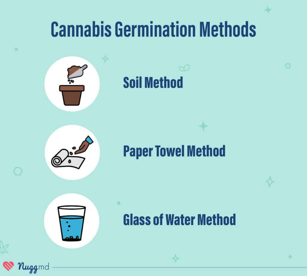 cannabis germination methods