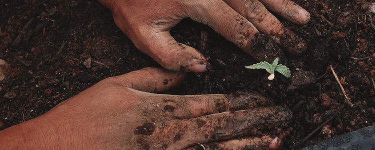 Cannabis Transplanting