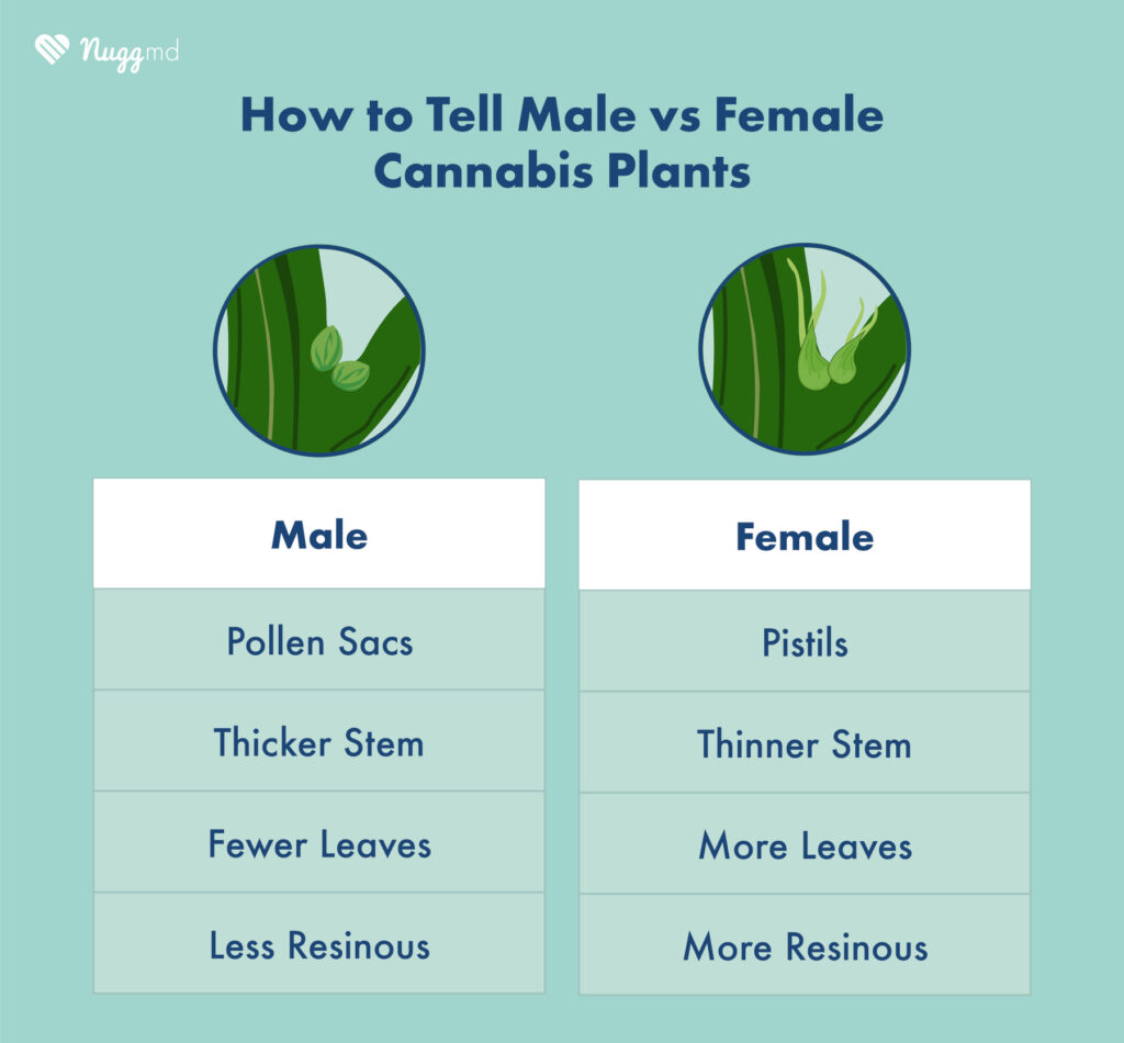 how to tell male vs female cannabis plants