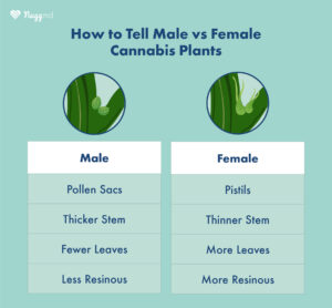 Cannabis Sexing: How to Tell Male v Female Plants | NuggMD
