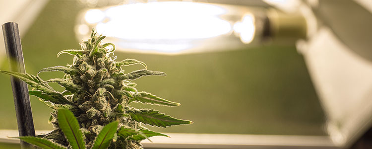 cannabis grow light tips