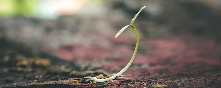 germinating weed seed