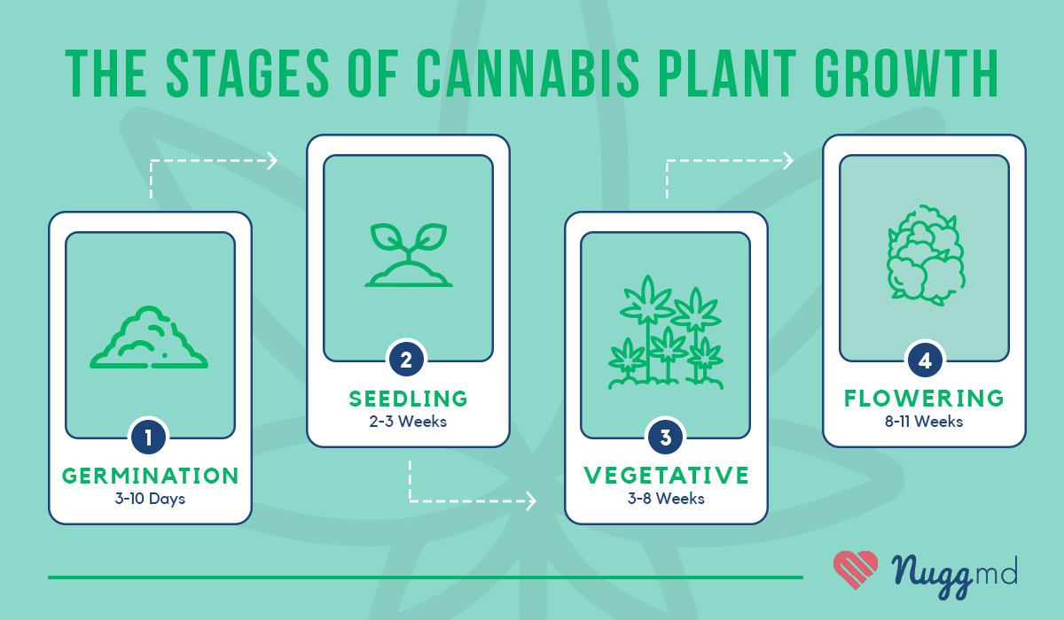 cannabis weed growth stages