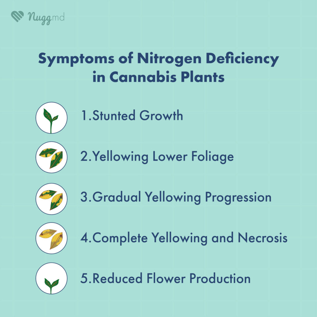 symptoms of nitrogen deficiency in cannabis plants