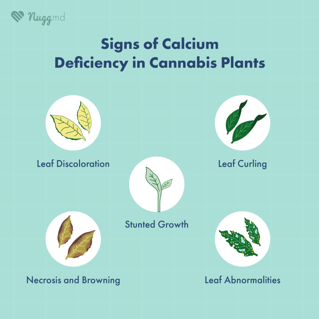signs of calcium deficiency in cannabis plants