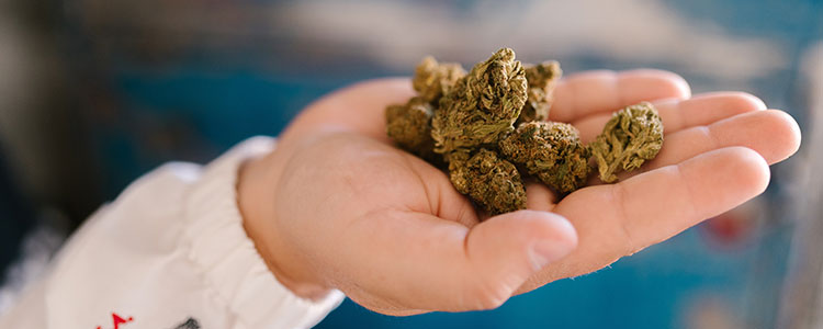 summer indica