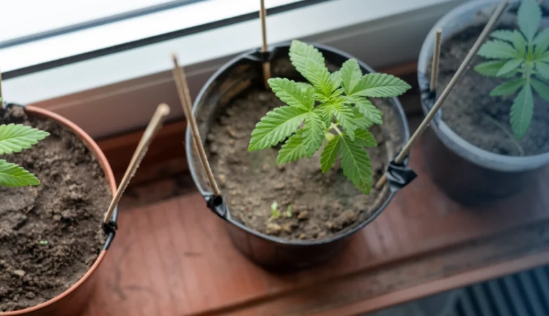 How Many Plants Can You Grow in Your State?