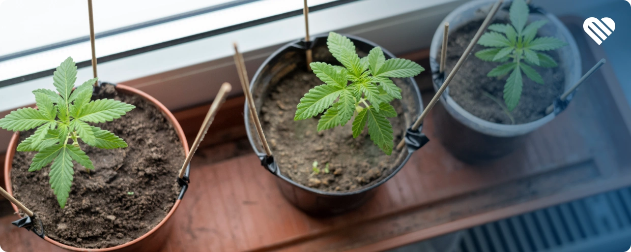 How Many Plants Can You Grow in Your State?