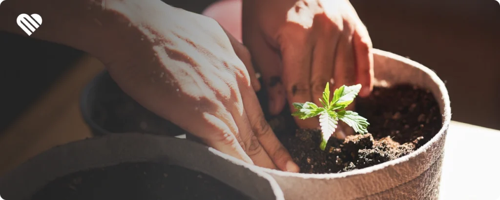 What States Can You Grow Your Own Weed?