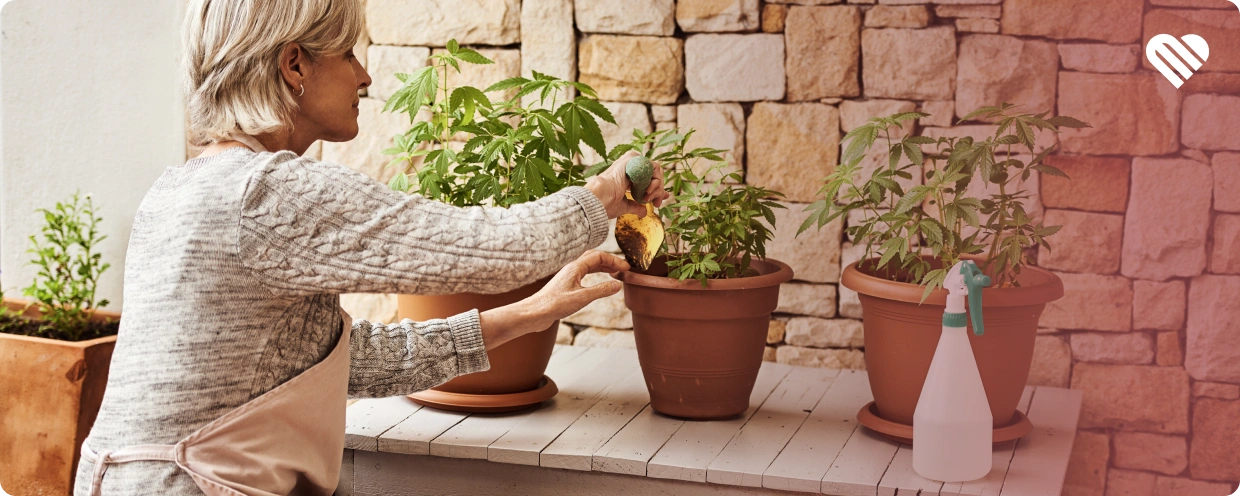 How to Cultivate Cannabis at Home