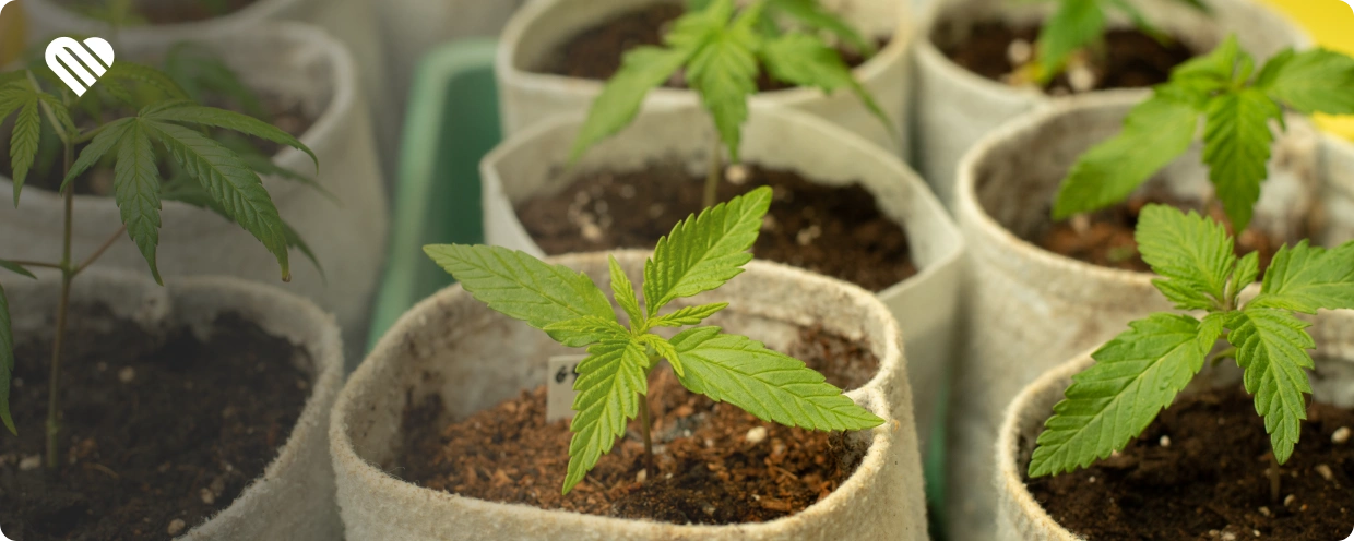 Benefits of Growing Your Own Cannabis At Home