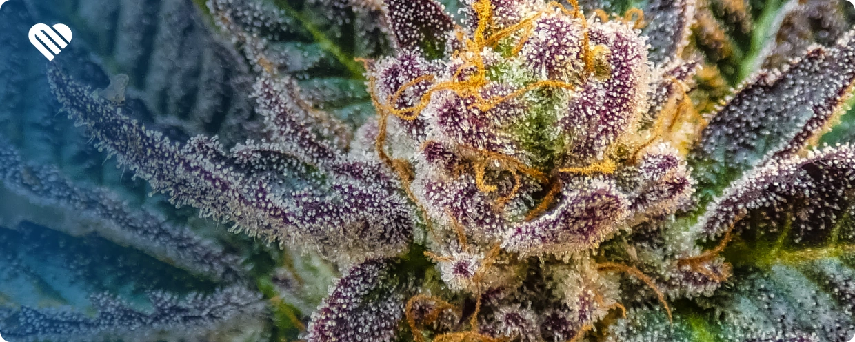 What is THCA?