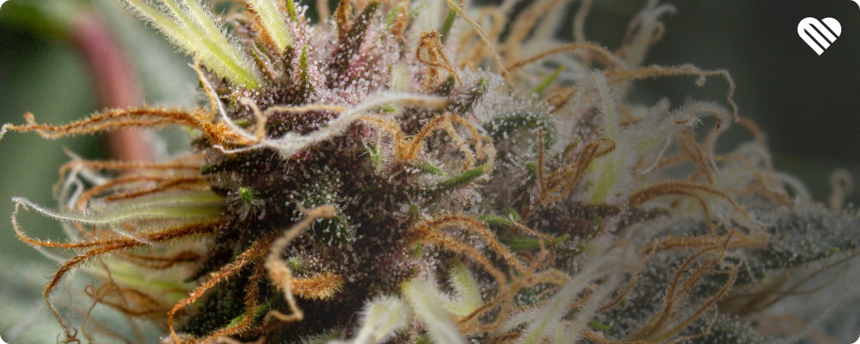 Effects of THCA