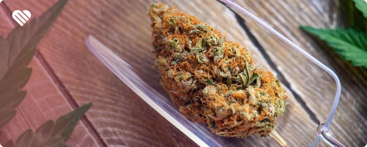 Top 5 Strains for Making Kief