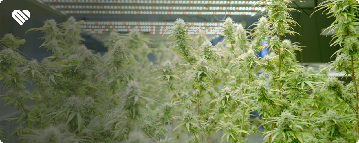 why is weed dried and cured?