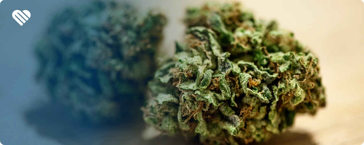 What About Eating Cannabis Buds?