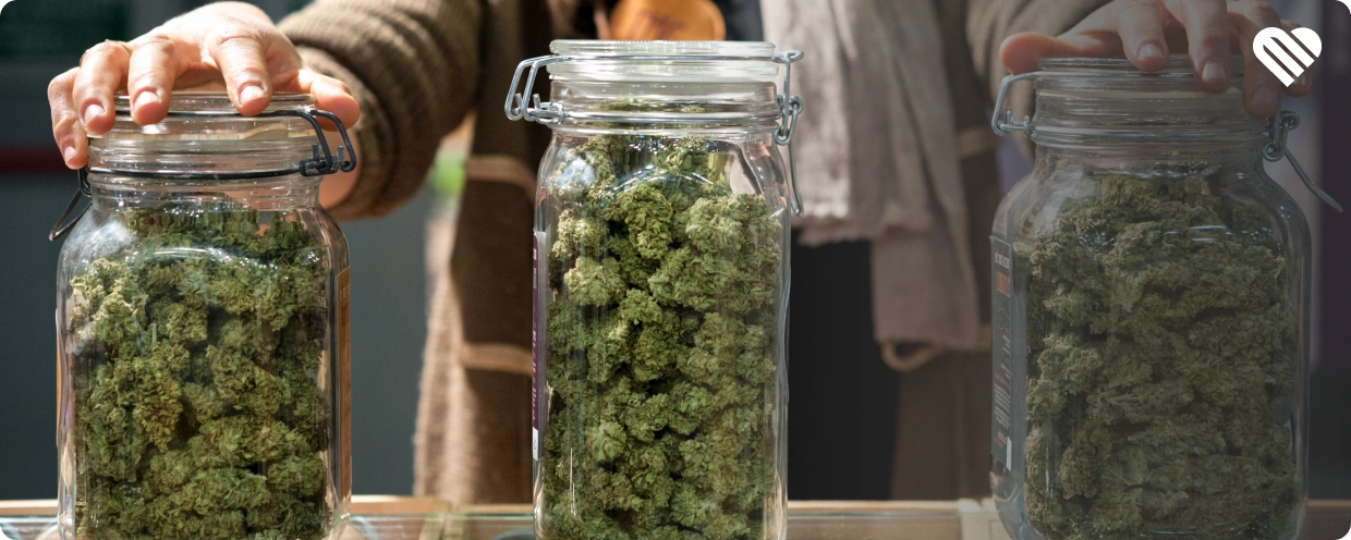 How to Choose the Most Flavorful Weed