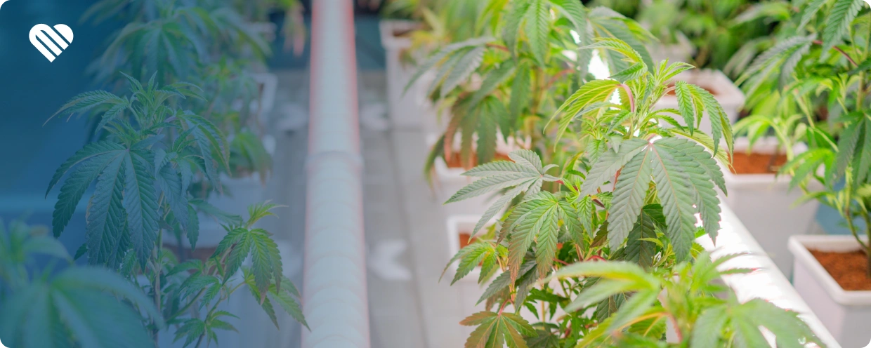 Top Strains for a Euphoric High