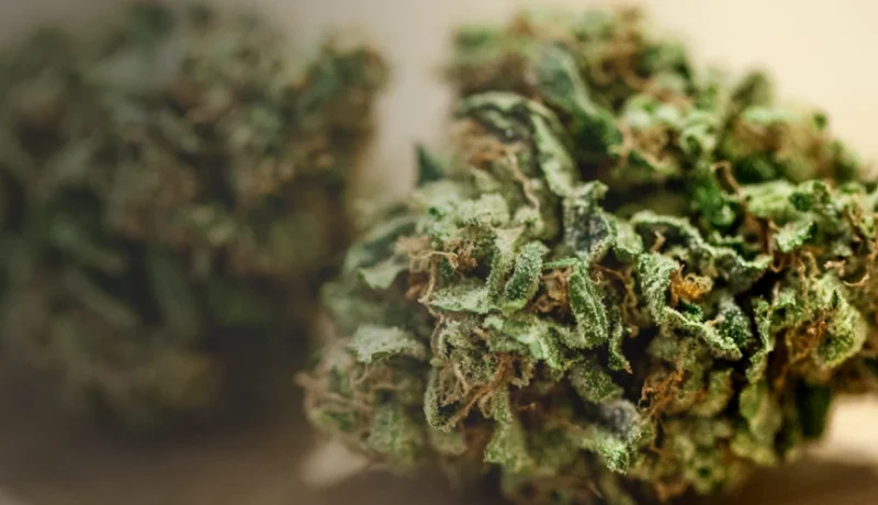 what are haze strains?