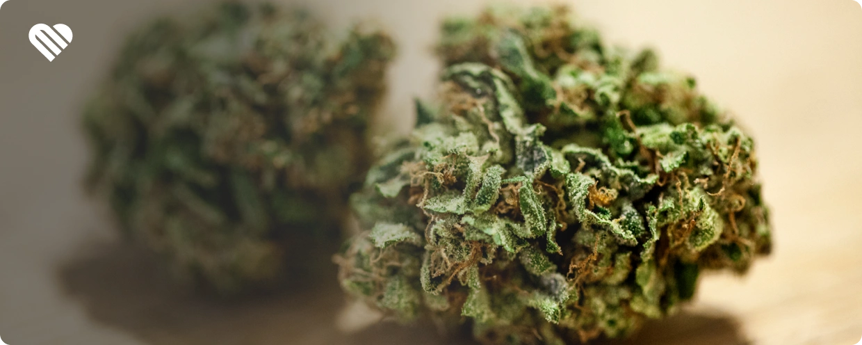 what are haze strains?