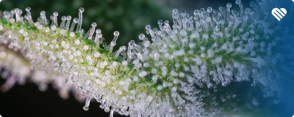 what are the effects of haze strains?