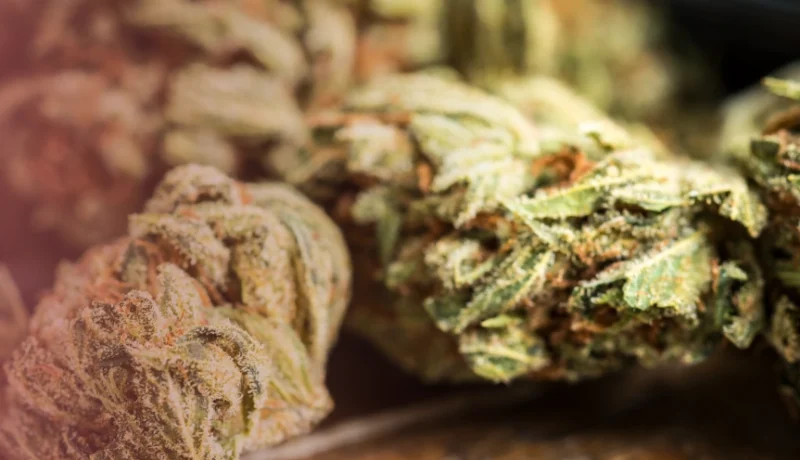 Main Terpenes in Haze Strains