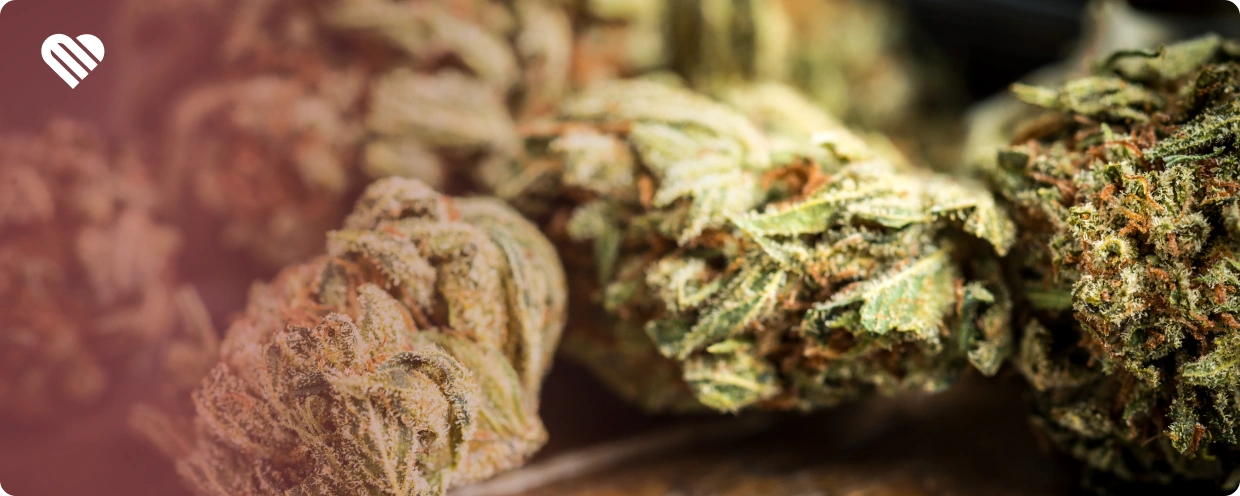 Main Terpenes in Haze Strains