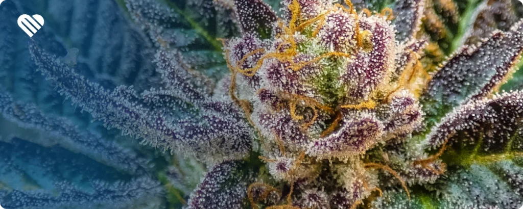 top 5 haze strains