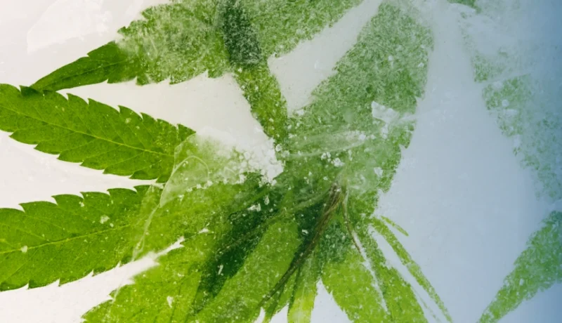 should you put ice in your bong?