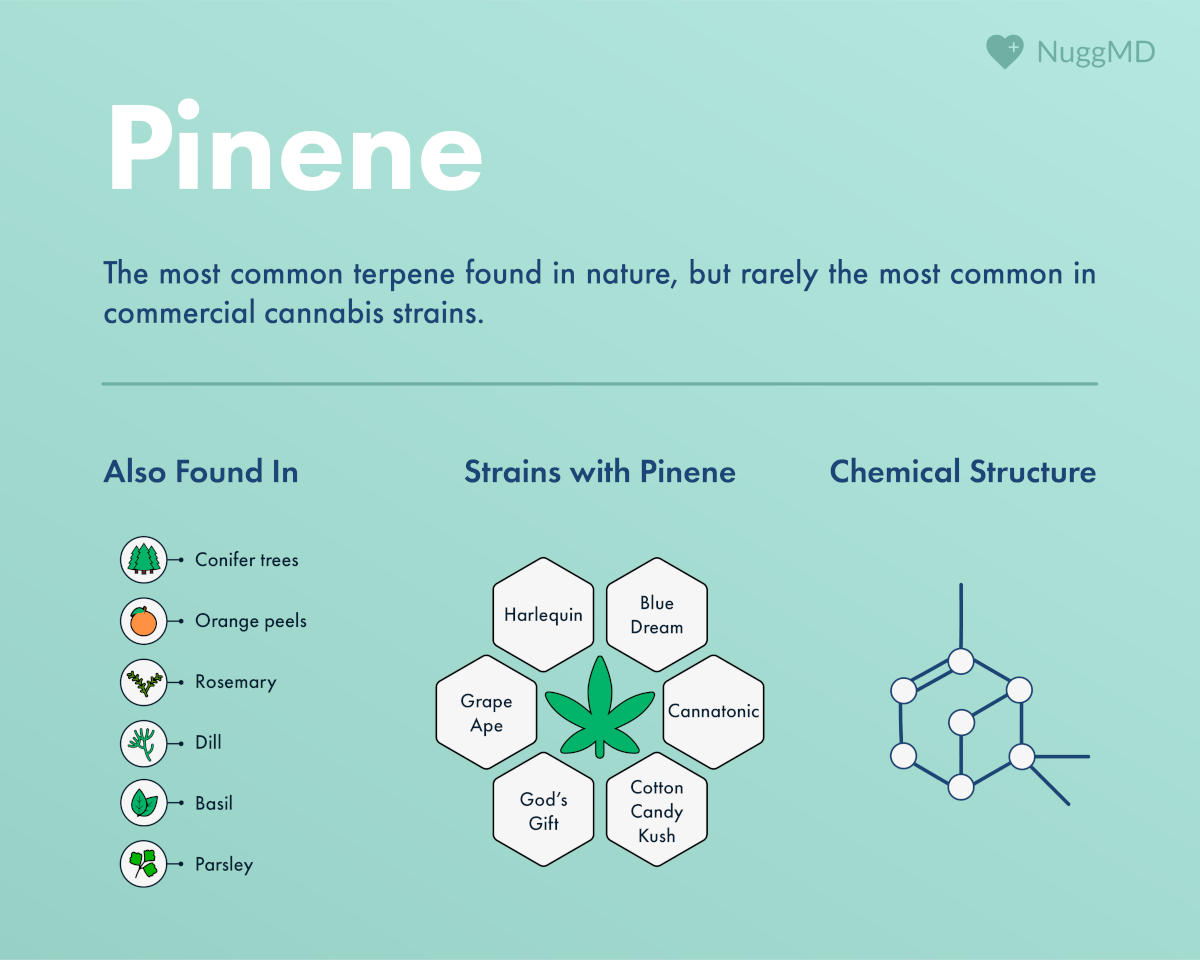 What Is Pinene? (Benefits, Effects, Strains) NuggMD