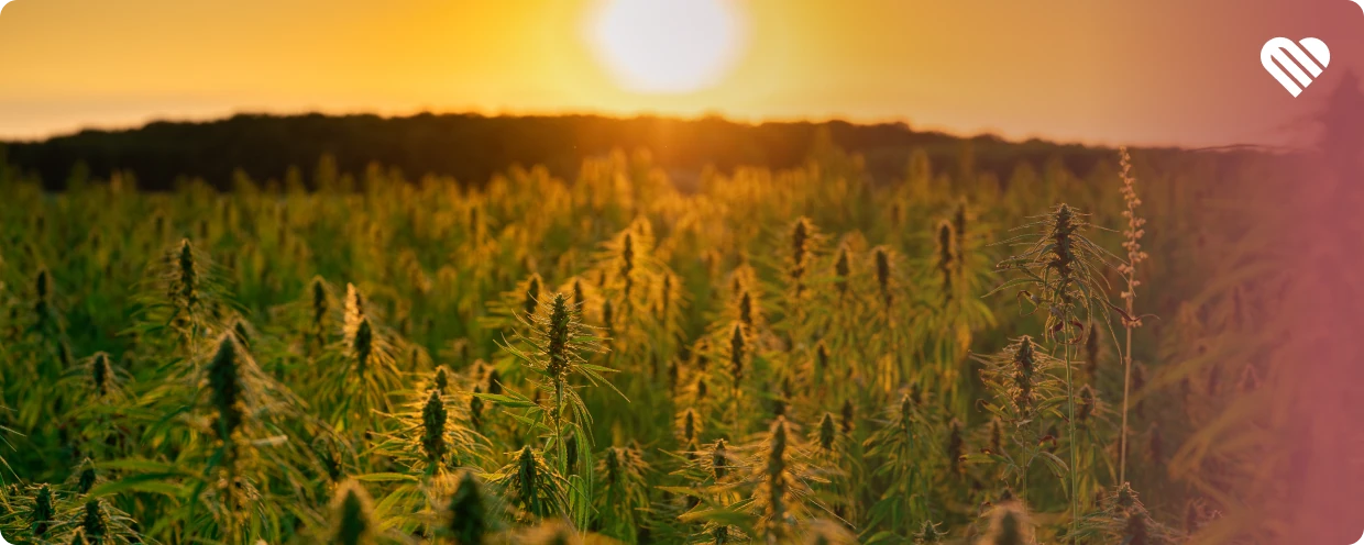 Cannabis crosses the border