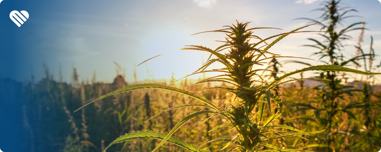 The war that killed cannabis