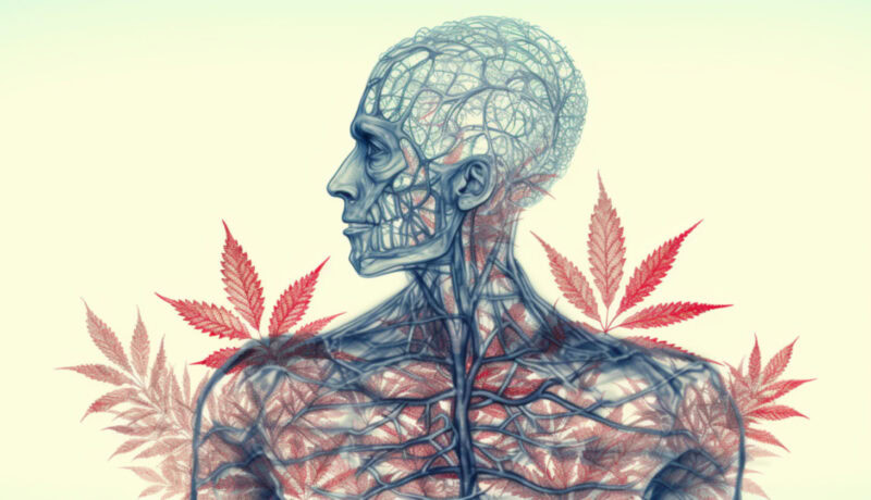The Endocannabinoid System