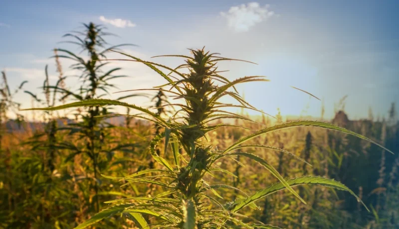 History of Cannabis