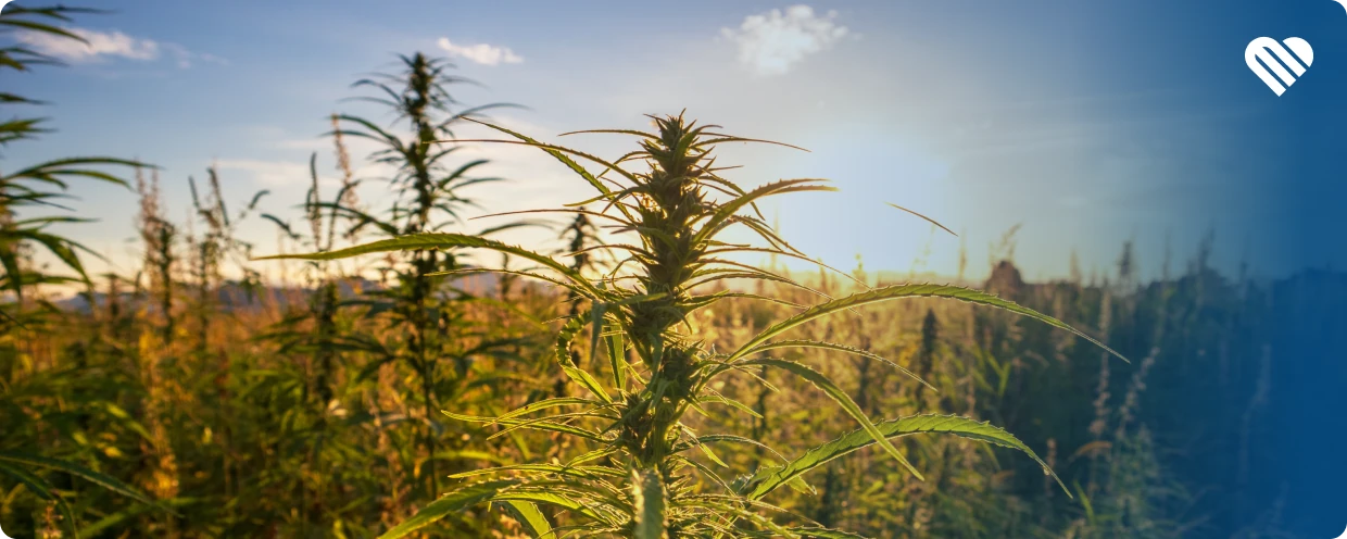 History of Cannabis