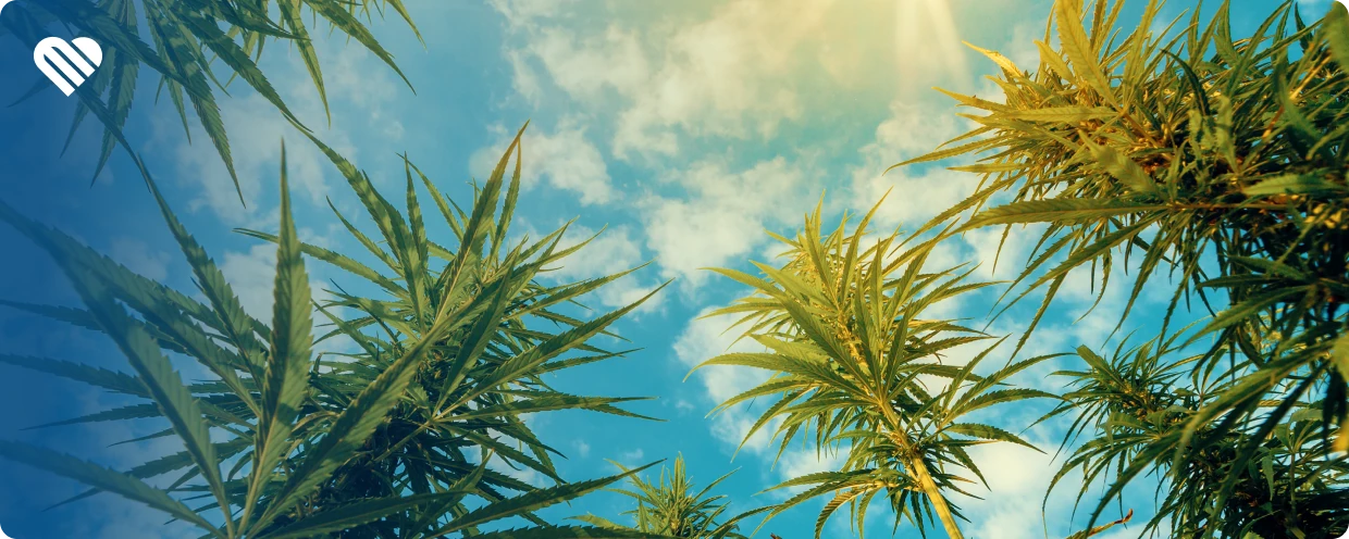 From Cannabis Prohibition to Now