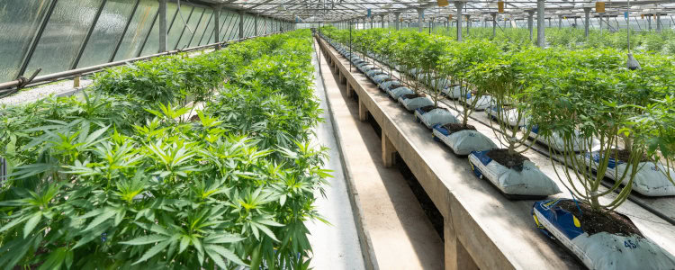 Ditch Weed vs Cultivated Weed