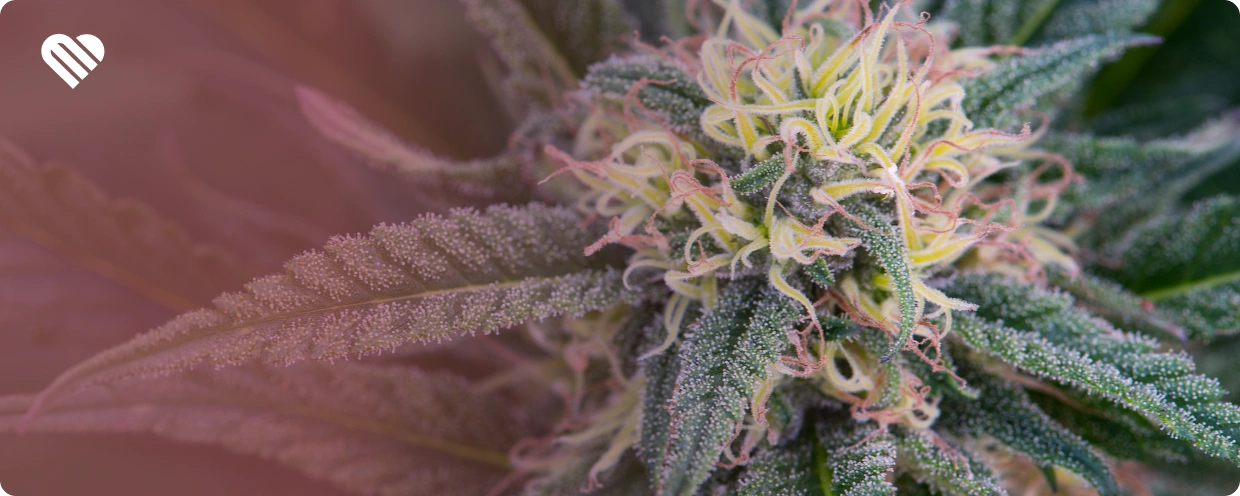 The 5 Worst Strains for Sleep