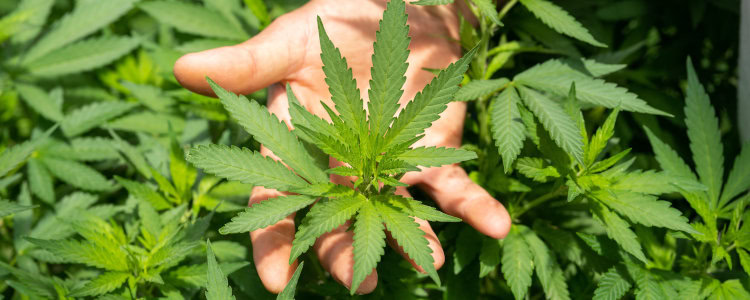 Can I Smoke Ditch Weed