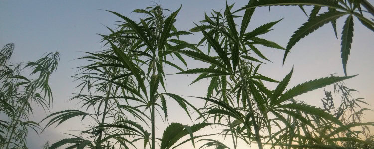 ditch weed effects
