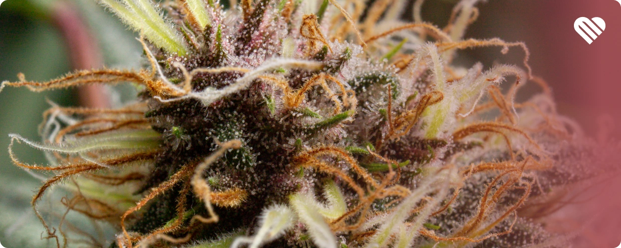 how to make the weed growing process faster