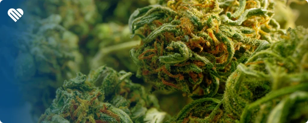 Best strains for PTSD according to patiants